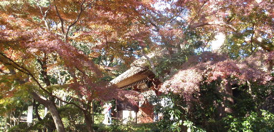 深大寺は今、紅葉しています。